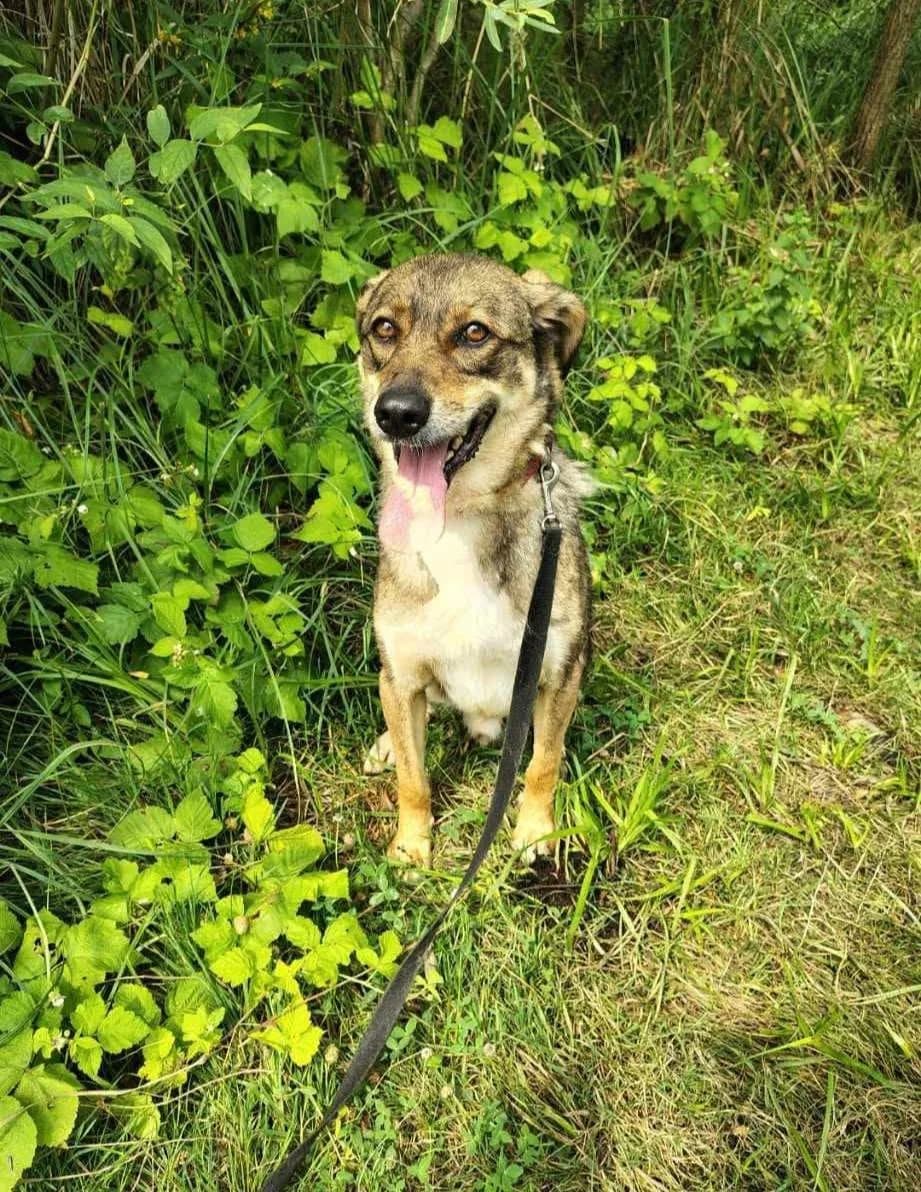 Tajfun, male 7yo Mixed Breed for adoption at Schronisko Konin