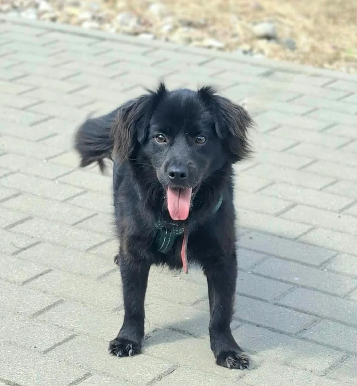 Benji, male puppy Mixed Breed for adoption at Schronisko Konin