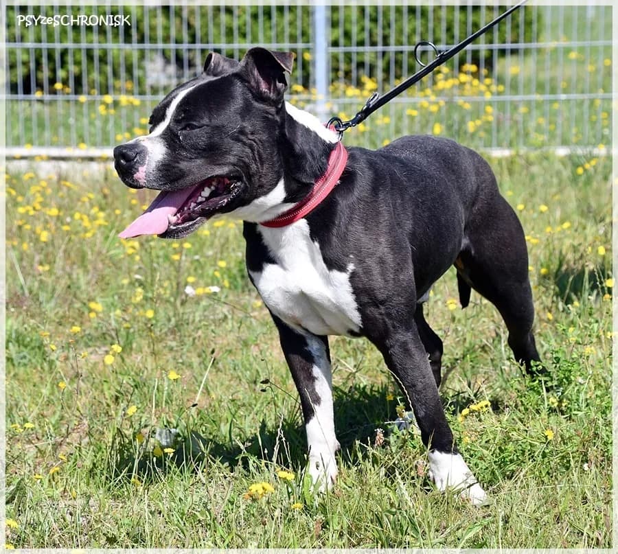 Aston,  Mixed Breed for adoption at Schronisko dla Zwierząt Koszalin, Koszalin