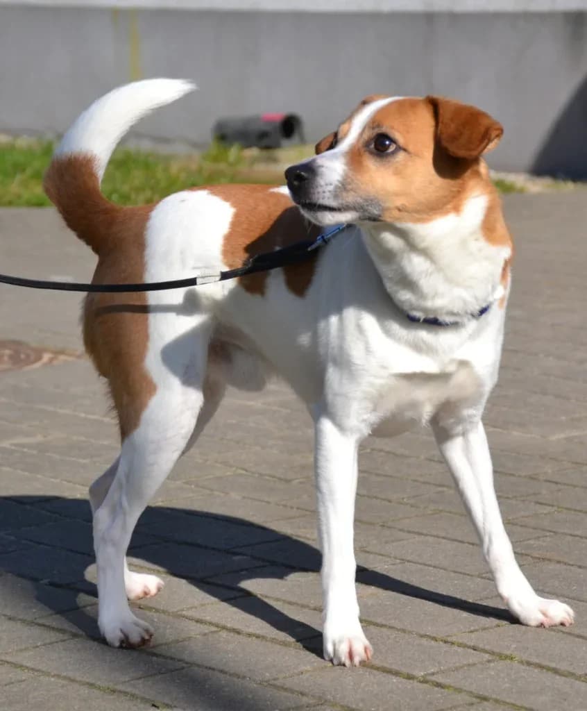 Mailo,  Mixed Breed for adoption at Schronisko dla Zwierząt Koszalin, Koszalin