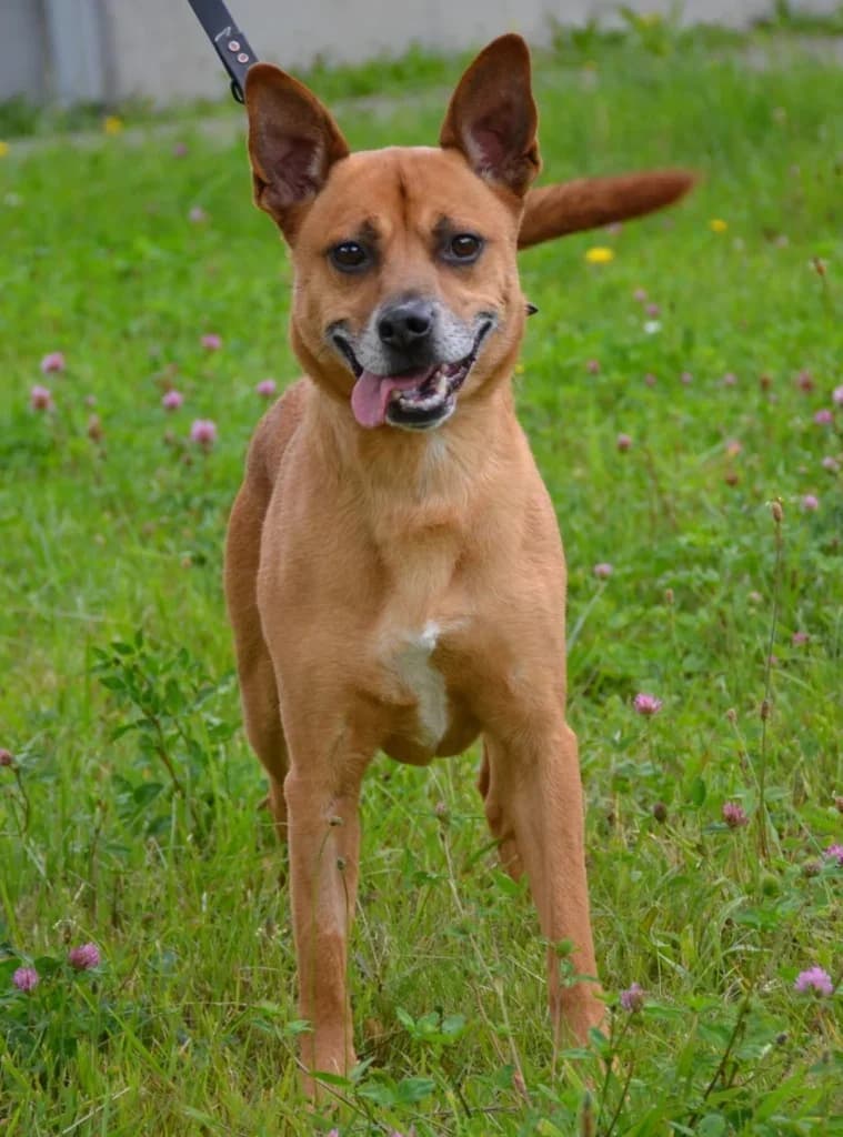 Gary,  Mixed Breed for adoption at Schronisko dla Zwierząt Koszalin, Koszalin