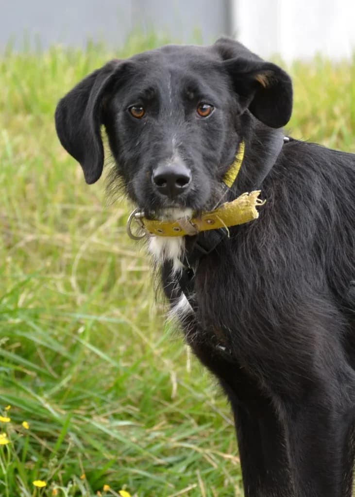 Bajka,  Mixed Breed for adoption at Schronisko dla Zwierząt Koszalin, Koszalin