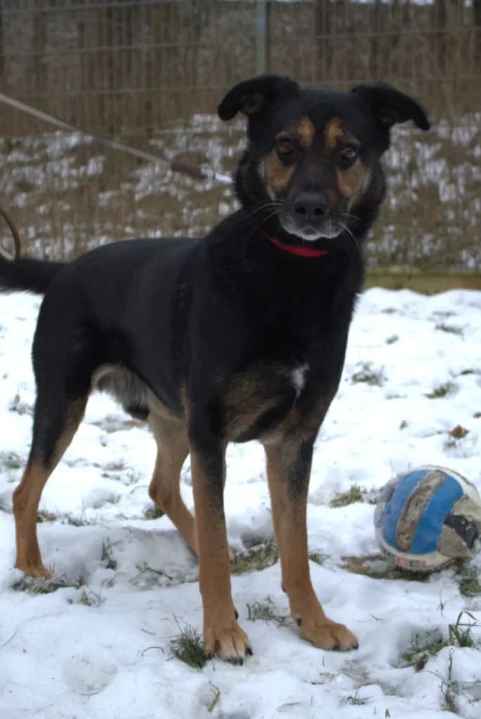 Dino,  Mixed Breed for adoption at Schronisko dla Zwierząt Koszalin, Koszalin