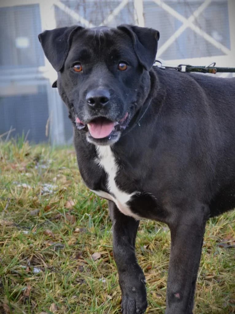 Hermes,  Mixed Breed for adoption at Schronisko dla Zwierząt Koszalin, Koszalin
