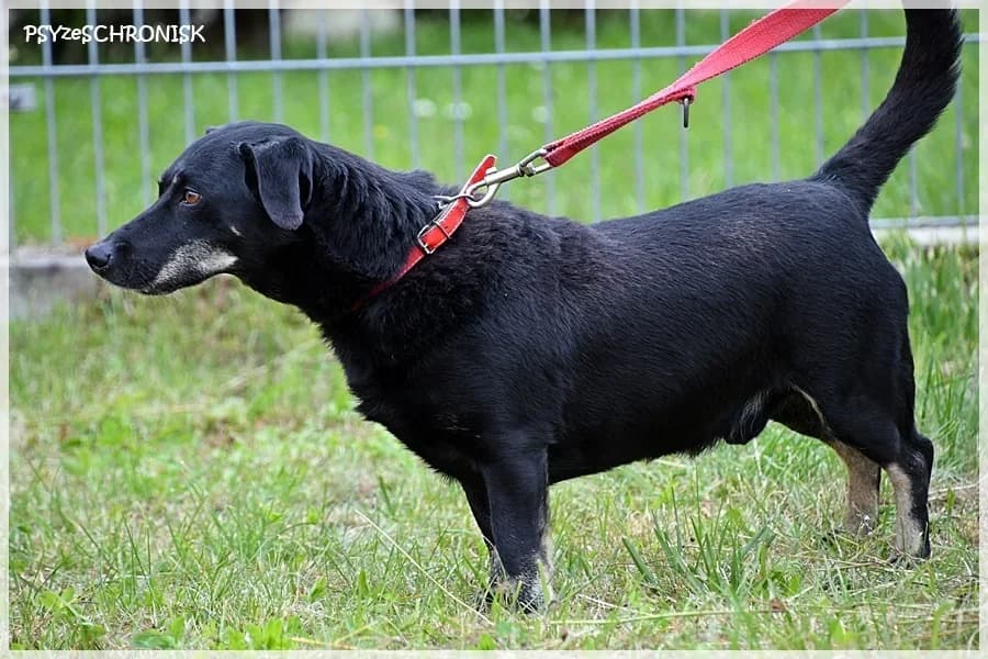 Duduś,  Mixed Breed for adoption at Schronisko dla Zwierząt Koszalin, Koszalin
