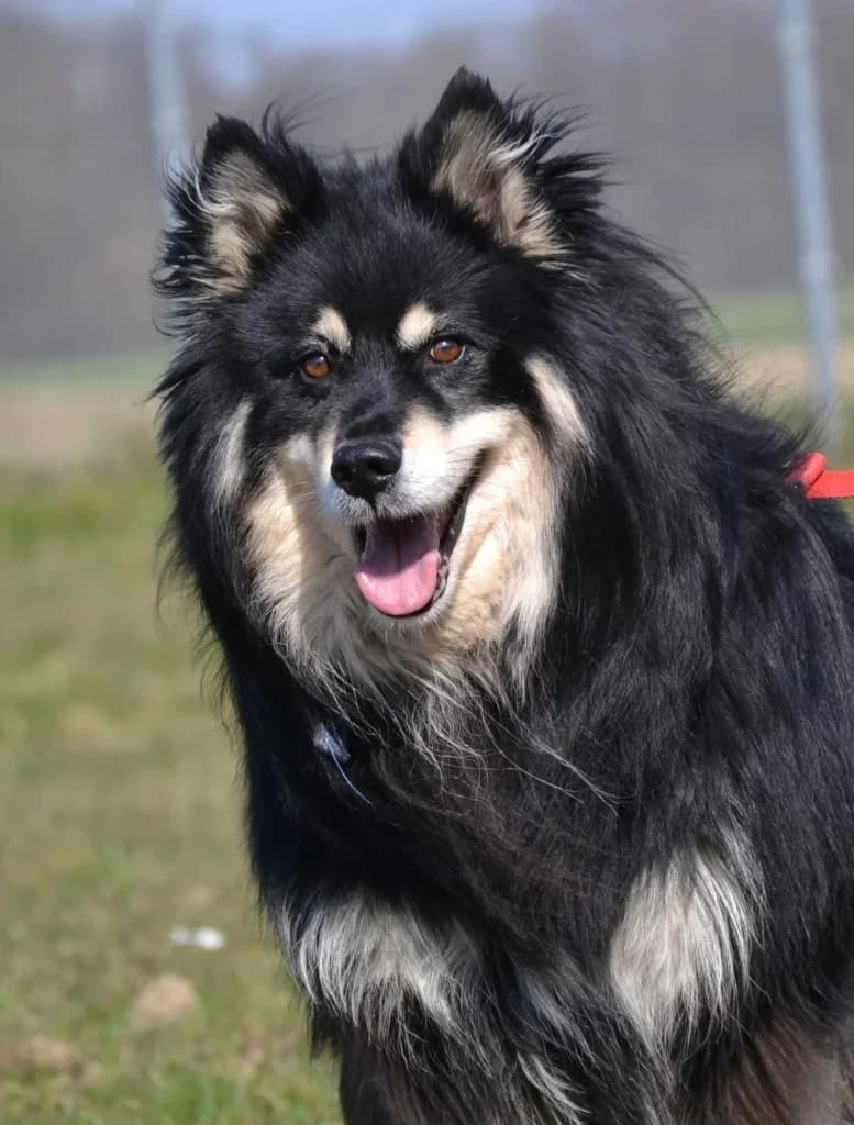 Chojrak,  Mixed Breed for adoption at Schronisko dla Zwierząt Koszalin, Koszalin