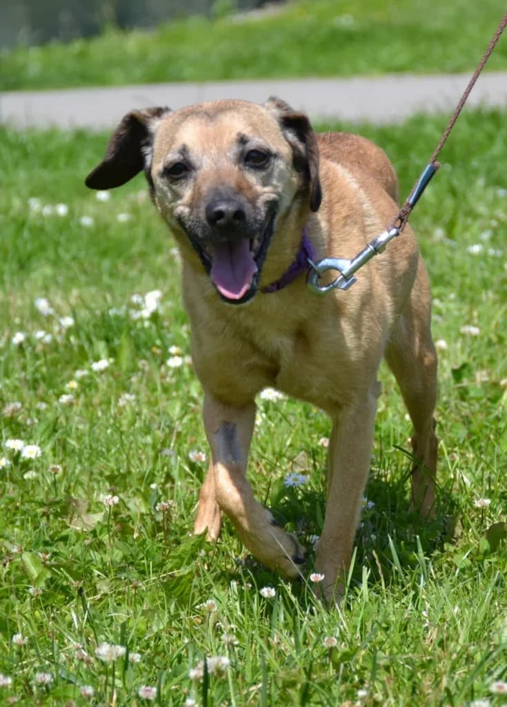 Mija,  Mixed Breed for adoption at Schronisko dla Zwierząt Koszalin, Koszalin