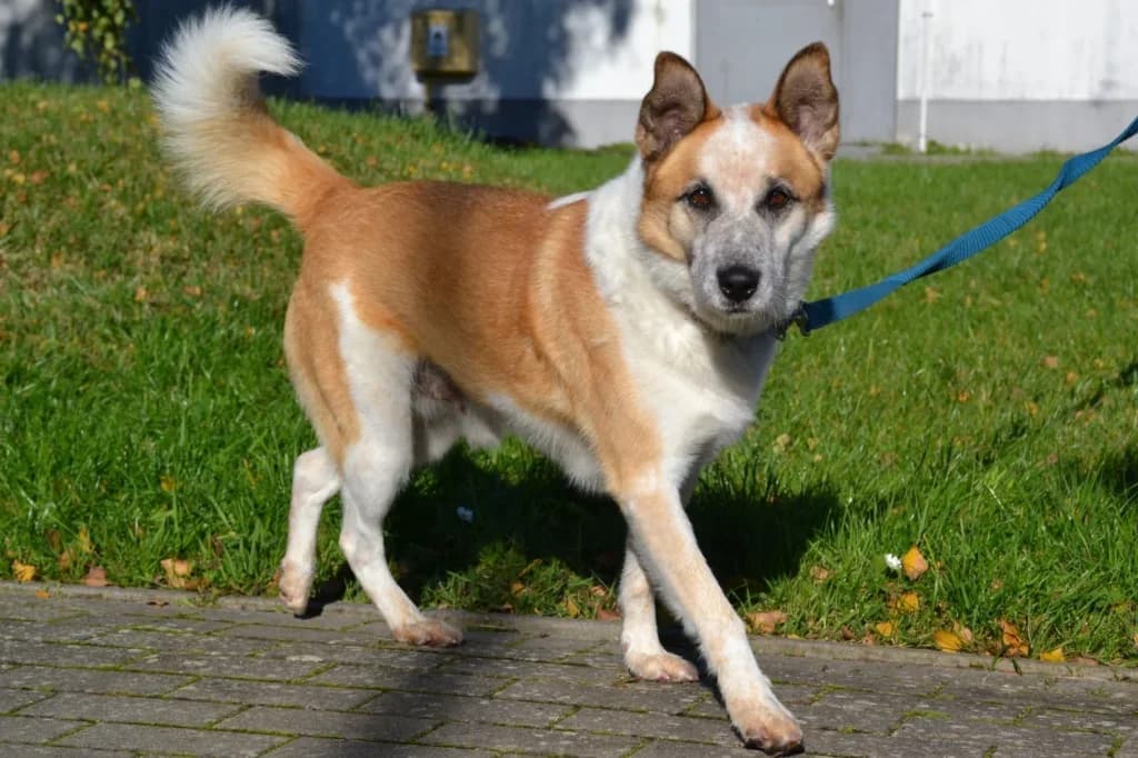 Haker,  Mixed Breed for adoption at Schronisko dla Zwierząt Koszalin, Koszalin