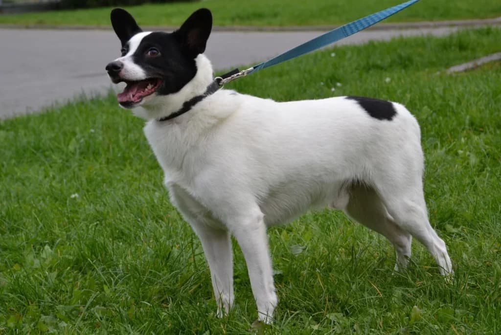 Gaspar,  Mixed Breed for adoption at Schronisko dla Zwierząt Koszalin, Koszalin