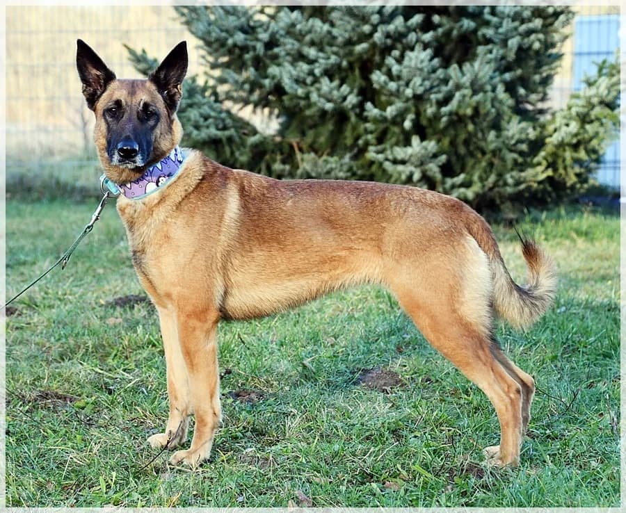 Rosa,  Mixed Breed for adoption at Schronisko dla Zwierząt Koszalin, Koszalin