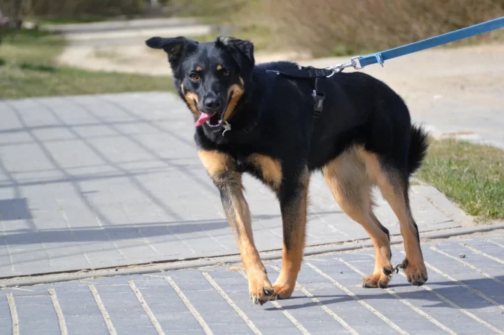Fama,  Mixed Breed for adoption at Schronisko dla Zwierząt Koszalin, Koszalin
