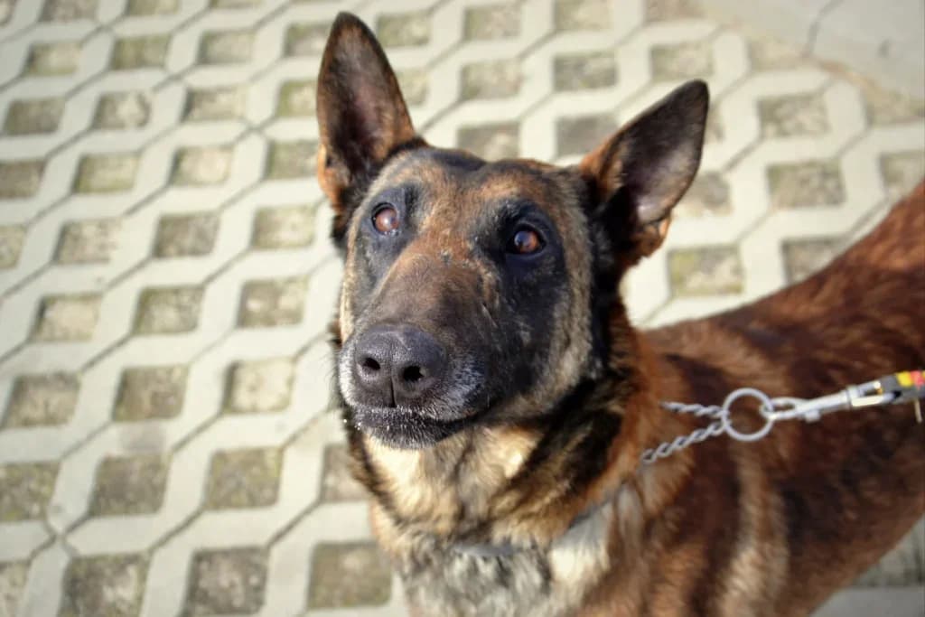 Ostra,  Mixed Breed for adoption at Schronisko dla Zwierząt Koszalin, Koszalin