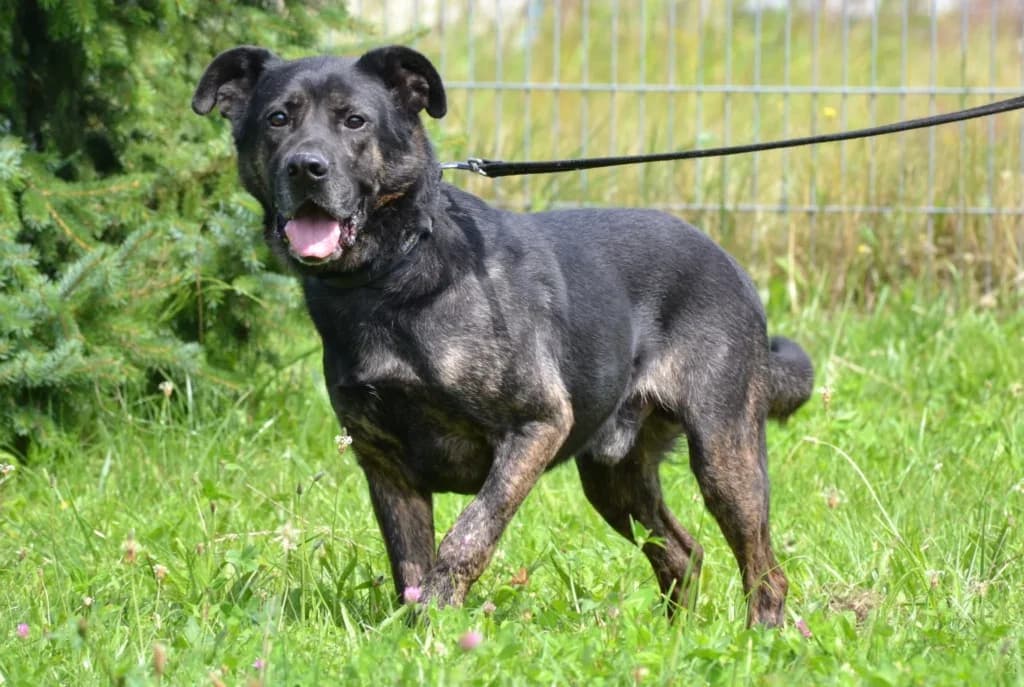 Pride,  Mixed Breed for adoption at Schronisko dla Zwierząt Koszalin, Koszalin