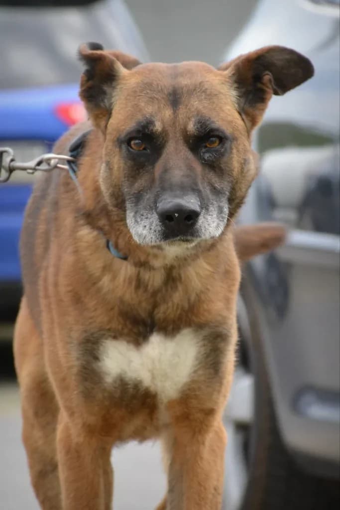 Diuk,  Mixed Breed for adoption at Schronisko dla Zwierząt Koszalin, Koszalin