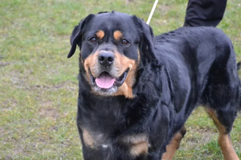 Pimpuś,  Mixed Breed for adoption at Schronisko dla Zwierząt Koszalin, Koszalin