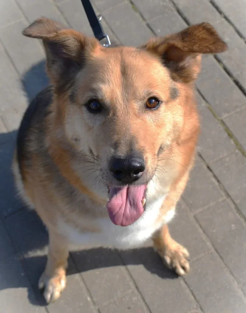 Eddie,  Mixed Breed for adoption at Schronisko dla Zwierząt Koszalin, Koszalin