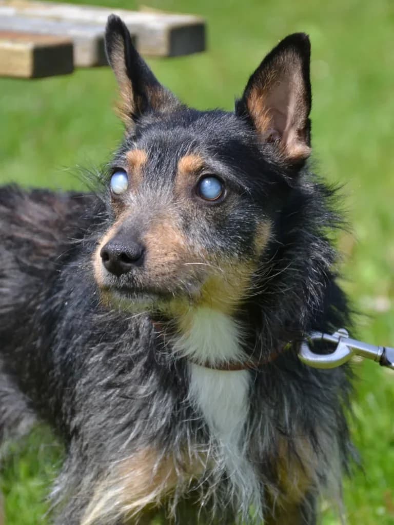 Misiek, Mixed Breed (Schronisko dla Zwierząt Koszalin)