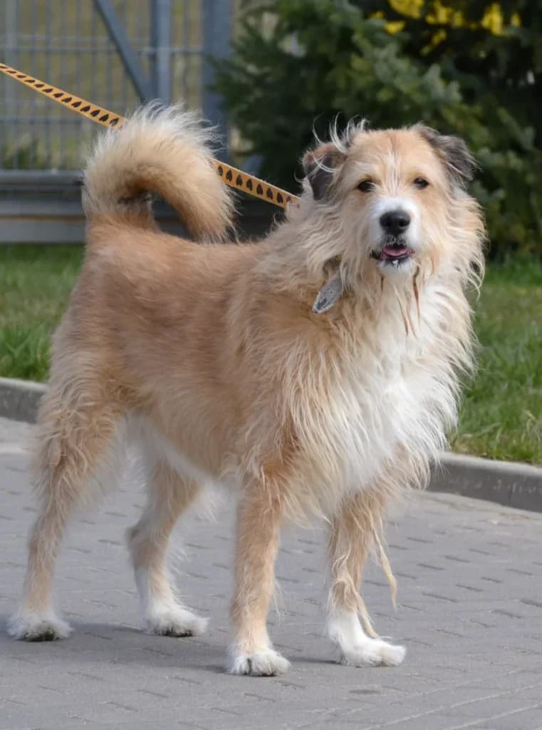Sambor, Mixed Breed (Schronisko dla Zwierząt Koszalin)