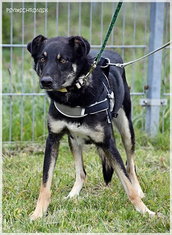 Dżini, Mixed Breed (Schronisko dla Zwierząt Koszalin)
