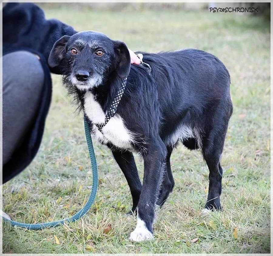 Kaprys, Mixed Breed (Schronisko dla Zwierząt Koszalin)