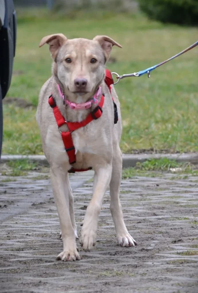 Ida, Mixed Breed (Schronisko dla Zwierząt Koszalin)
