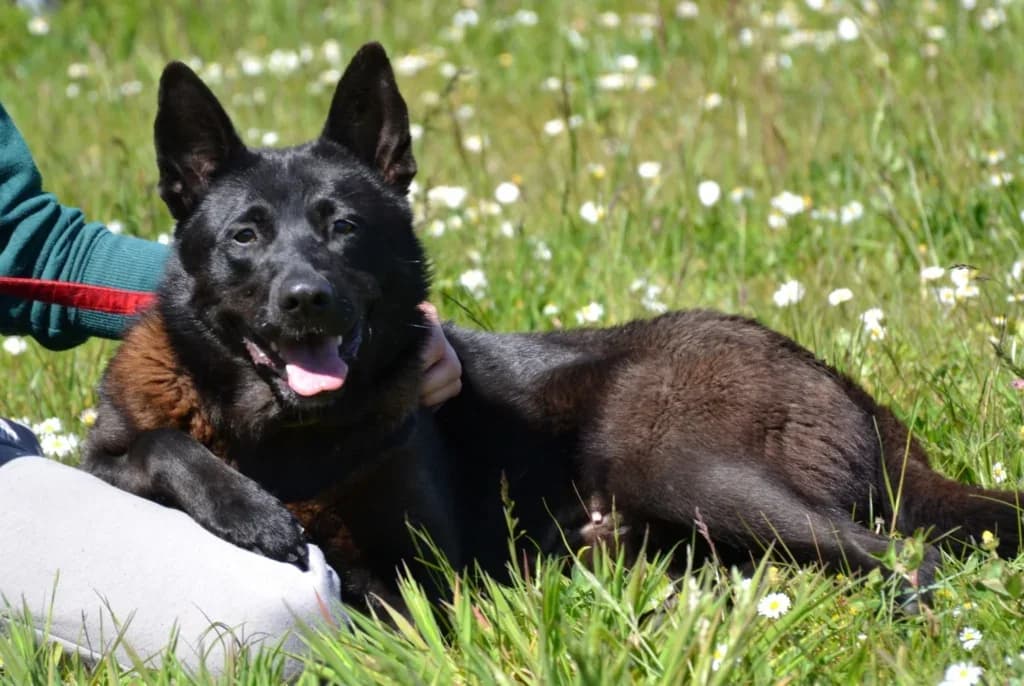 Magma, Mixed Breed (Schronisko dla Zwierząt Koszalin)