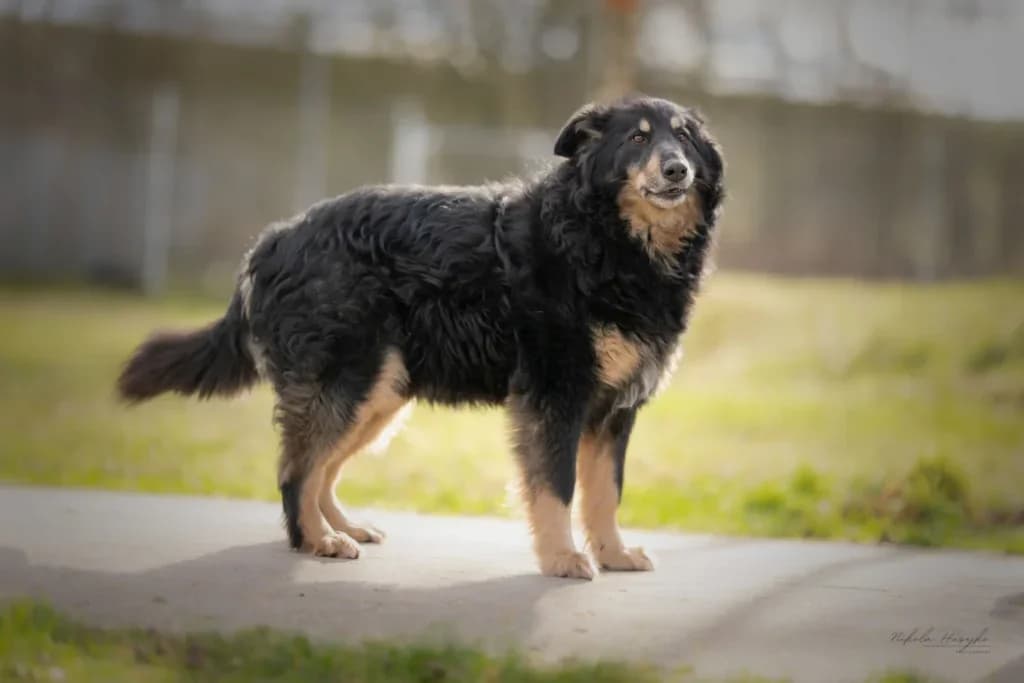 Bora, Mixed Breed (Schronisko dla Zwierząt Koszalin)