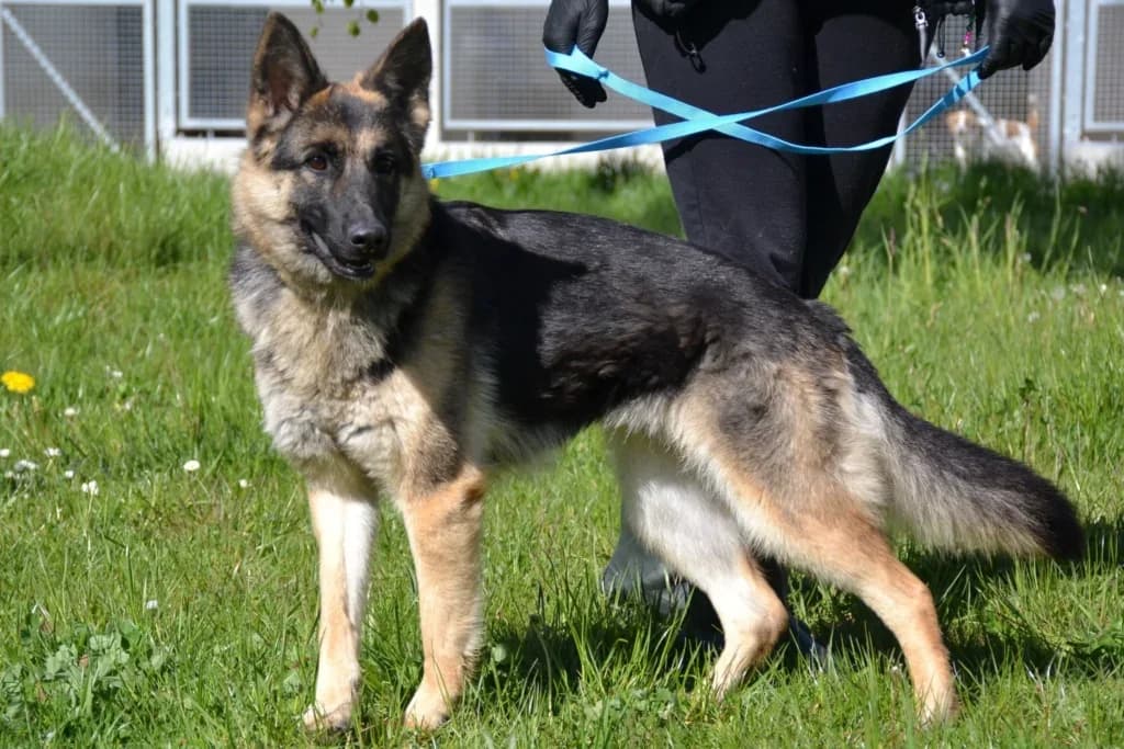 Suri, Mixed Breed (Schronisko dla Zwierząt Koszalin)