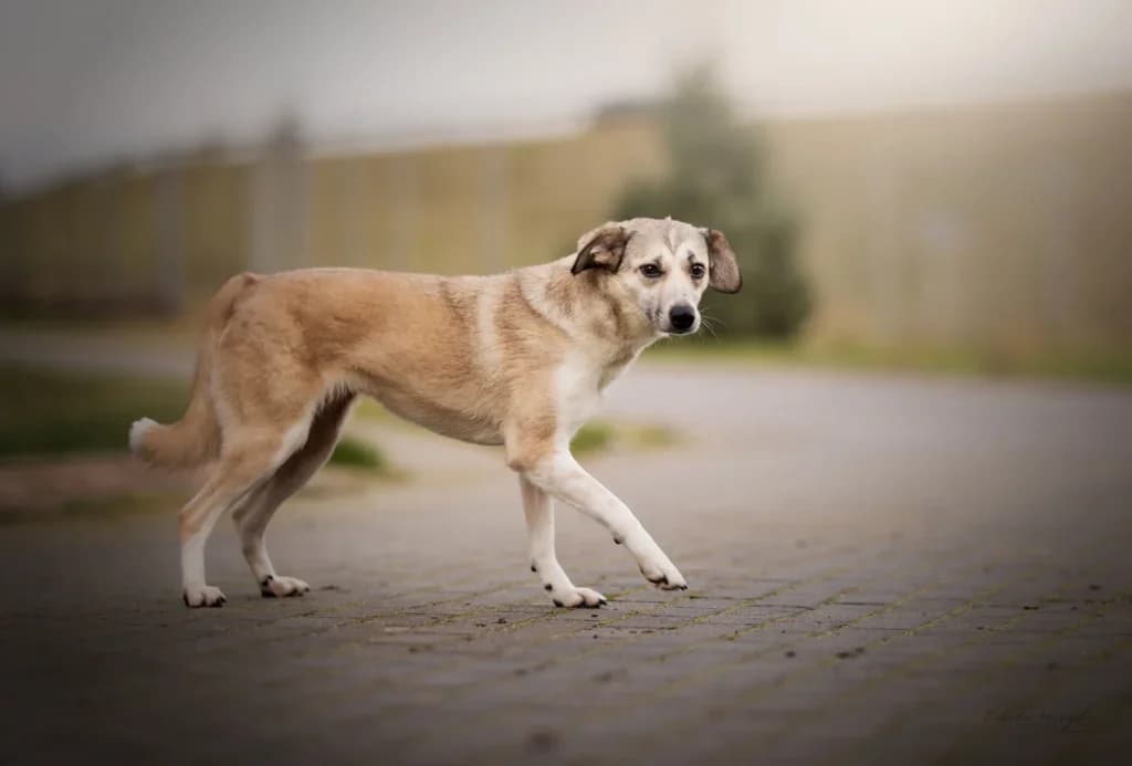 Thalia, Mixed Breed (Schronisko dla Zwierząt Koszalin)