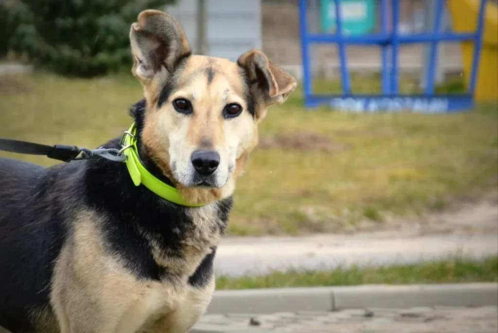 Ellie, Mixed Breed (Schronisko dla Zwierząt Koszalin)