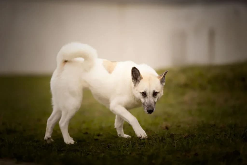 Czika, Mixed Breed (Schronisko dla Zwierząt Koszalin)