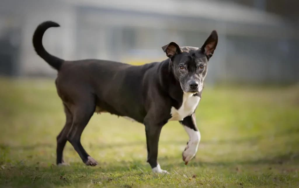 Stella, Mixed Breed (Schronisko dla Zwierząt Koszalin)