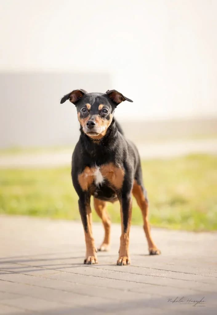 Inez, Mixed Breed (Schronisko dla Zwierząt Koszalin)