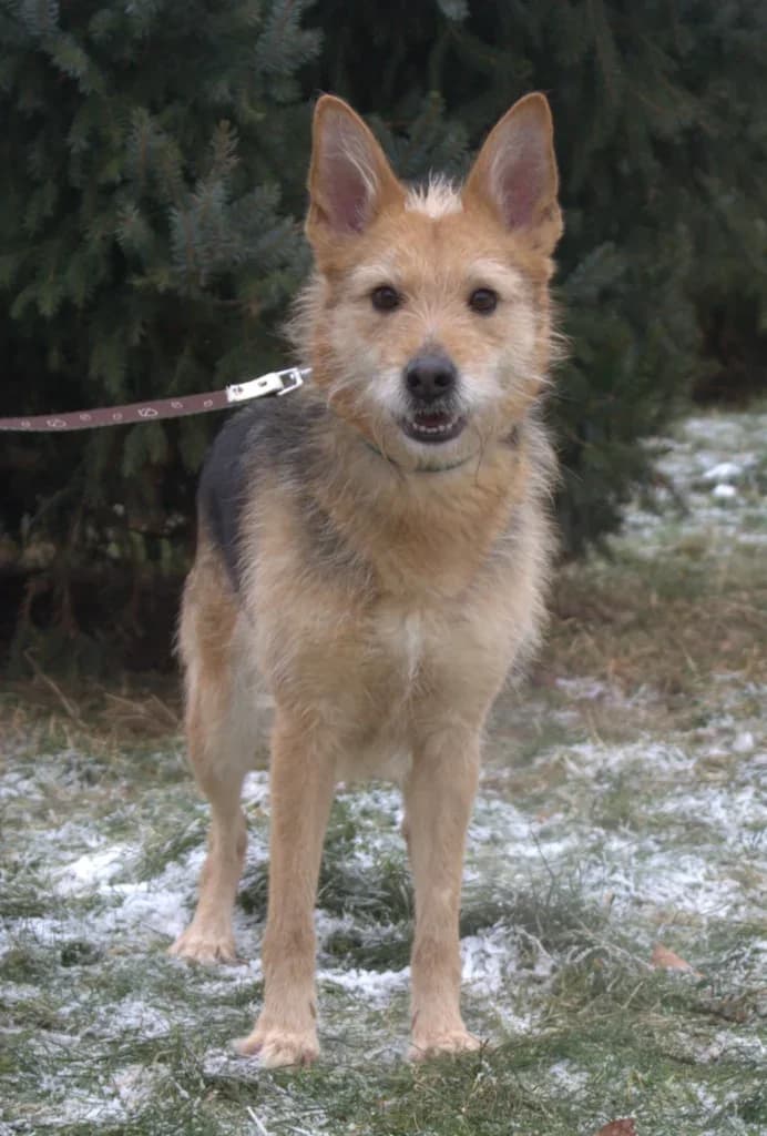 Nela, Mixed Breed (Schronisko dla Zwierząt Koszalin)