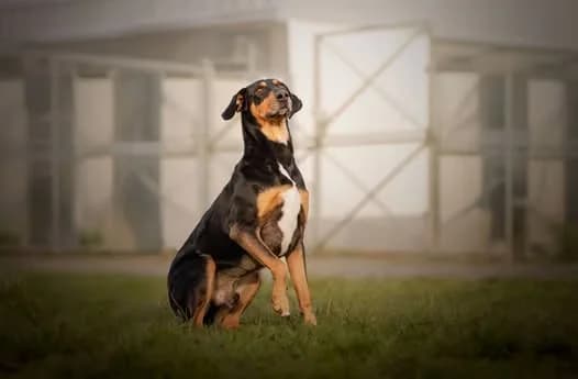 Bixby, Mixed Breed (Schronisko dla Zwierząt Koszalin)