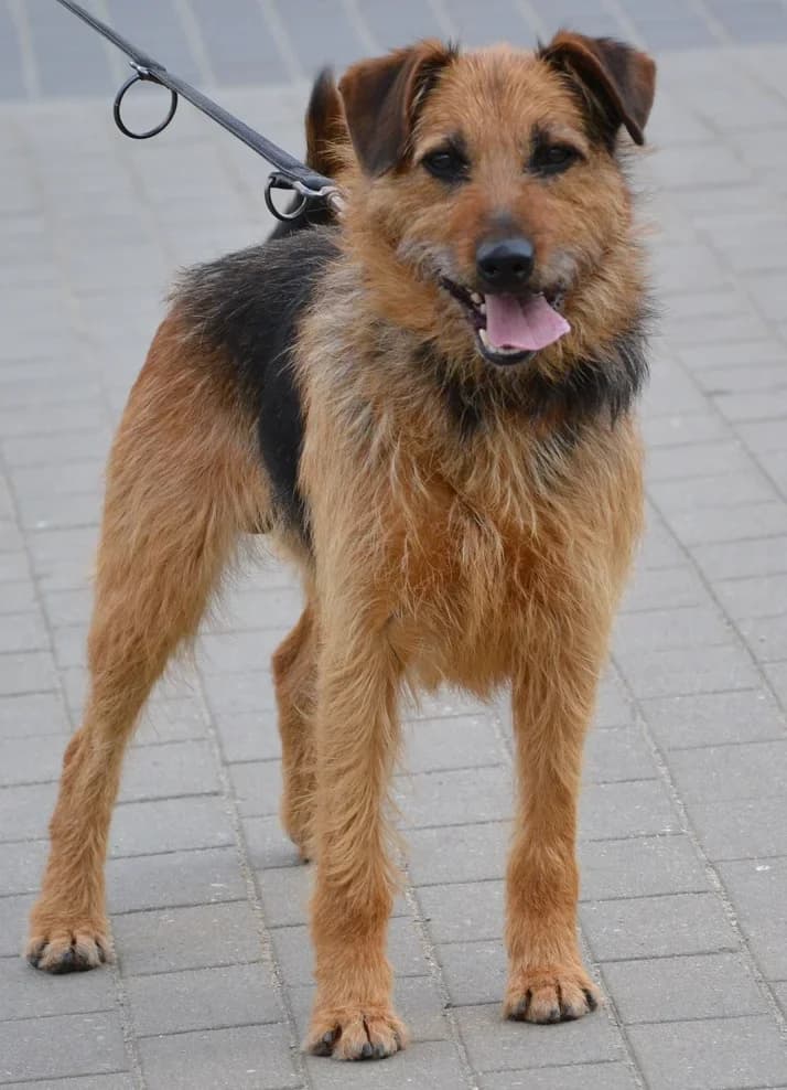 Gufi, Mixed Breed (Schronisko dla Zwierząt Koszalin)