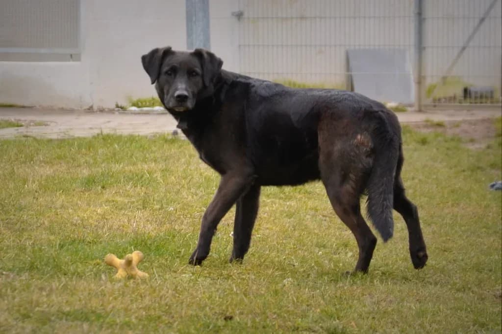 Szaza, Mixed Breed (Schronisko dla Zwierząt Koszalin)