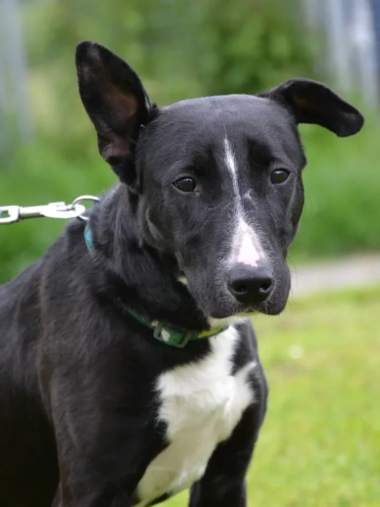 Maui, Mixed Breed (Schronisko dla Zwierząt Koszalin)