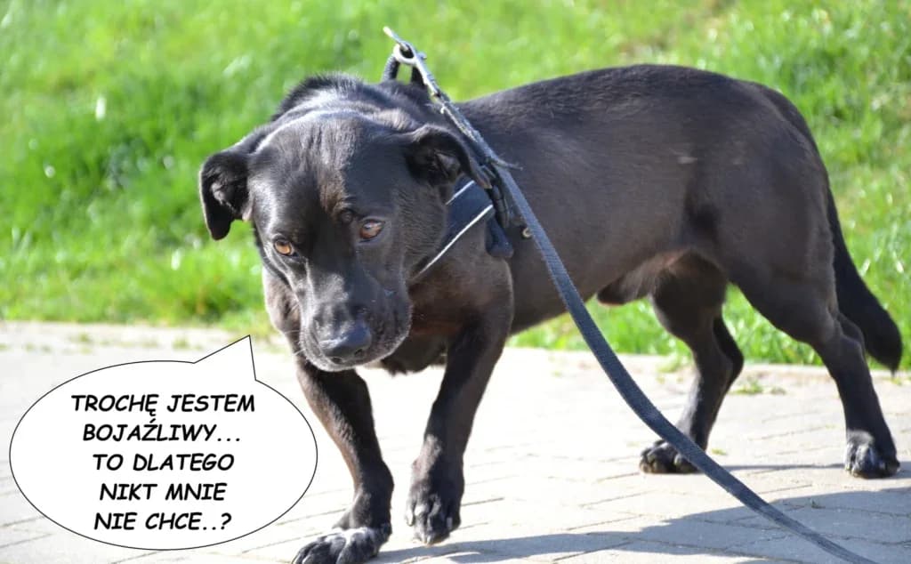 Max, Mixed Breed (Schronisko dla Zwierząt Koszalin)