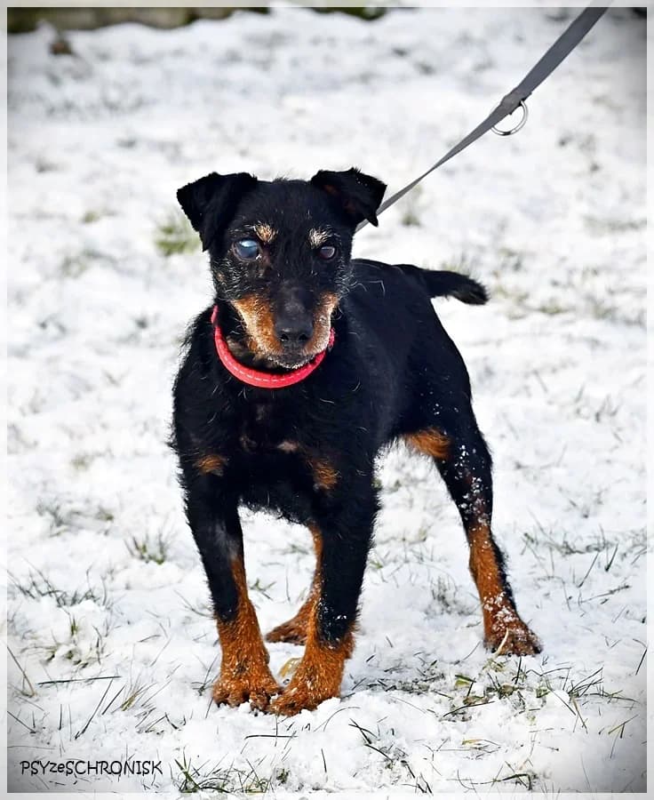 Hanta, Mixed Breed (Schronisko dla Zwierząt Koszalin)