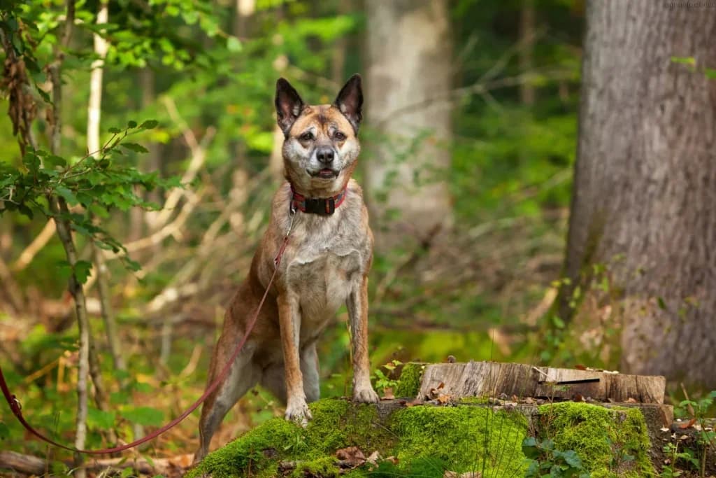 Ari, Mixed Breed (Schronisko dla Zwierząt Koszalin)