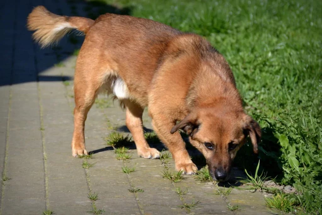 Blumiś, Mixed Breed (Schronisko dla Zwierząt Koszalin)
