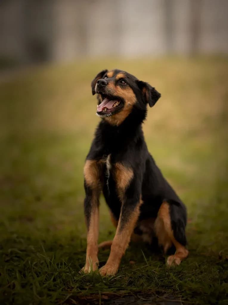 Toto, Mixed Breed (Schronisko dla Zwierząt Koszalin)