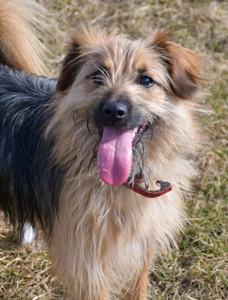 Lexi,  Mixed Breed for adoption at Schronisko dla Zwierząt Koszalin, Koszalin