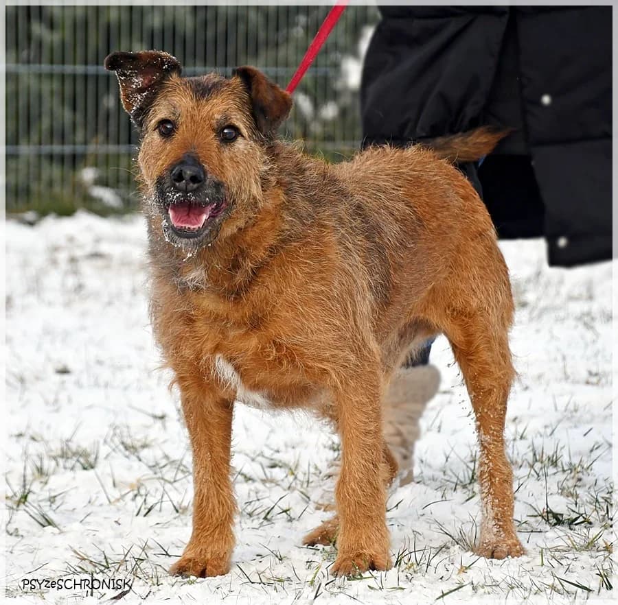 Pleban,  Mixed Breed for adoption at Schronisko dla Zwierząt Koszalin, Koszalin