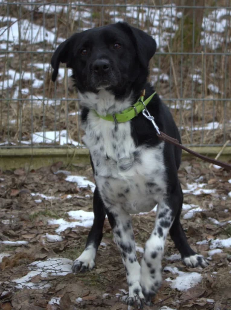 Kawior,  Mixed Breed for adoption at Schronisko dla Zwierząt Koszalin, Koszalin