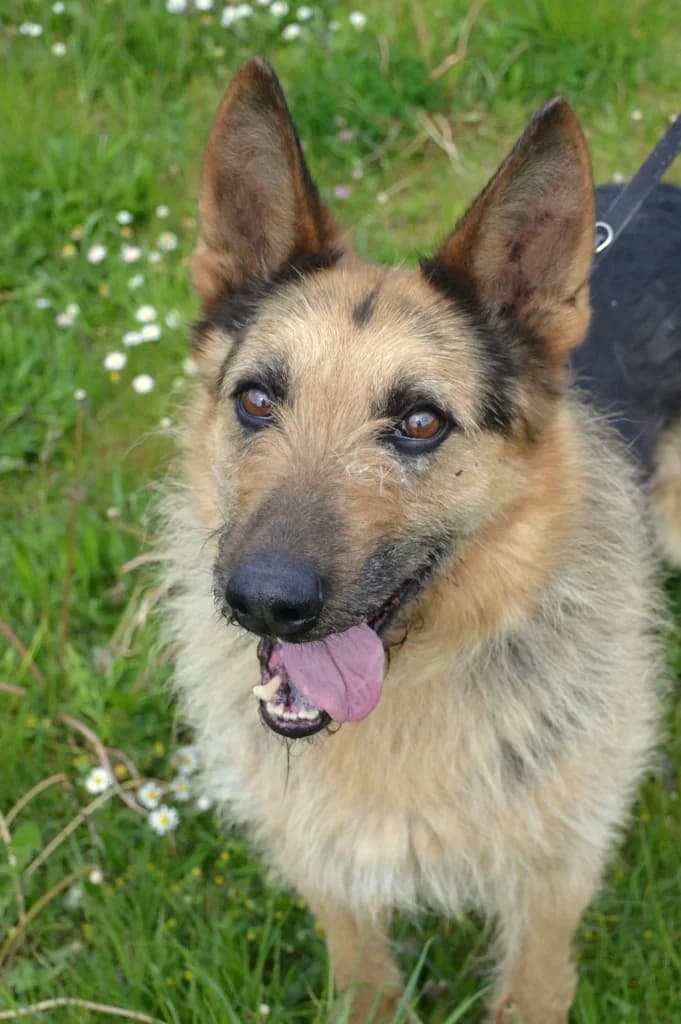 Nelson,  Mixed Breed for adoption at Schronisko dla Zwierząt Koszalin, Koszalin
