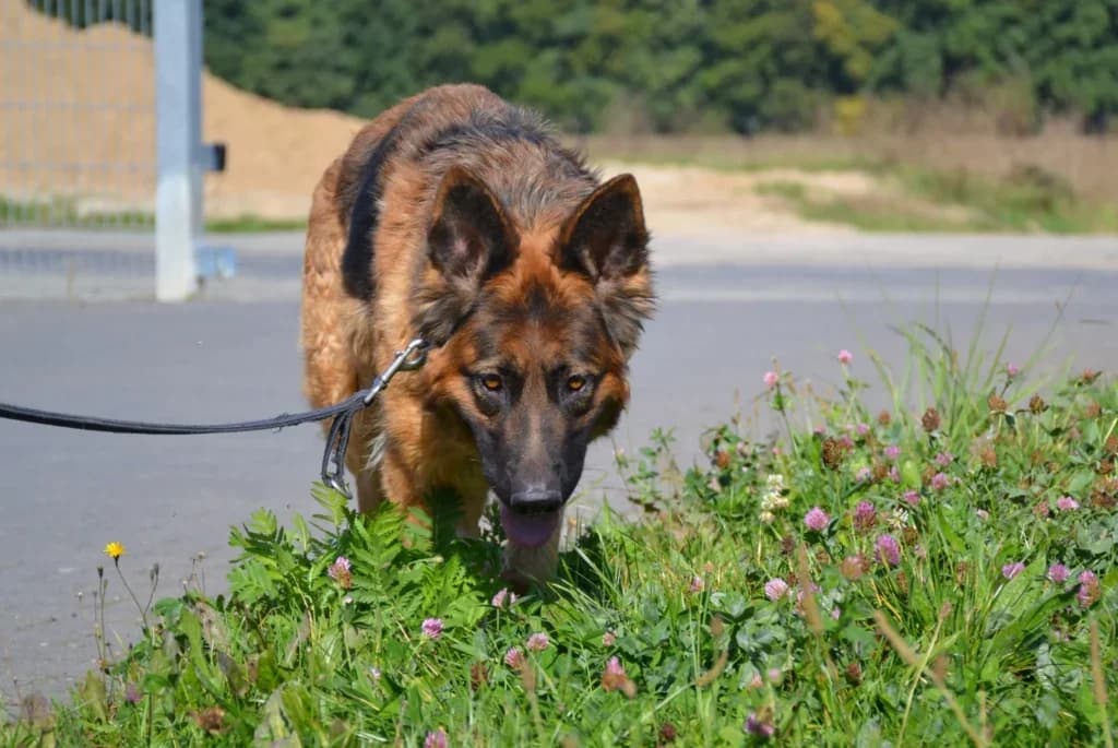 Abi,  Mixed Breed for adoption at Schronisko dla Zwierząt Koszalin, Koszalin