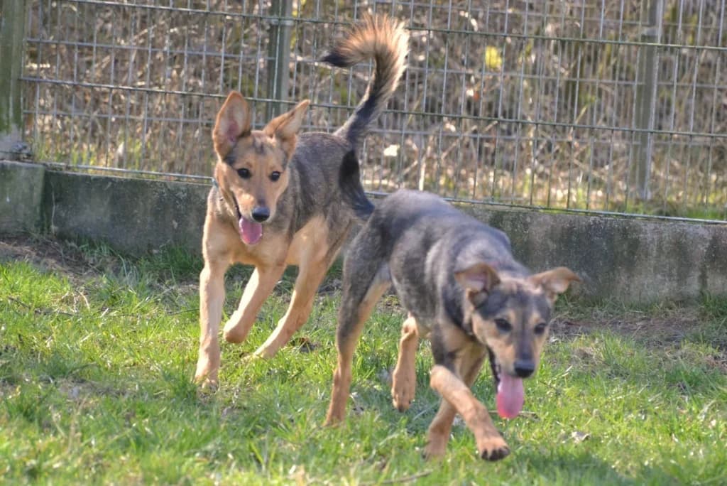 Megi,  Mixed Breed for adoption at Schronisko dla Zwierząt Koszalin, Koszalin