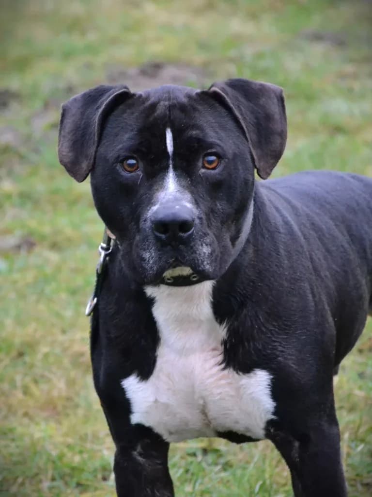 Firo,  Mixed Breed for adoption at Schronisko dla Zwierząt Koszalin, Koszalin